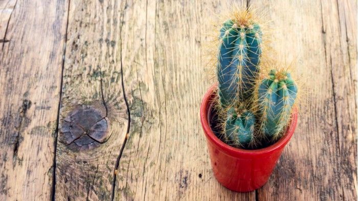 Мифы о кактусах: почему все-таки стоит иметь дома колючего друга Мифы о кактусах: почему все-таки стоит иметь дома колючего друга