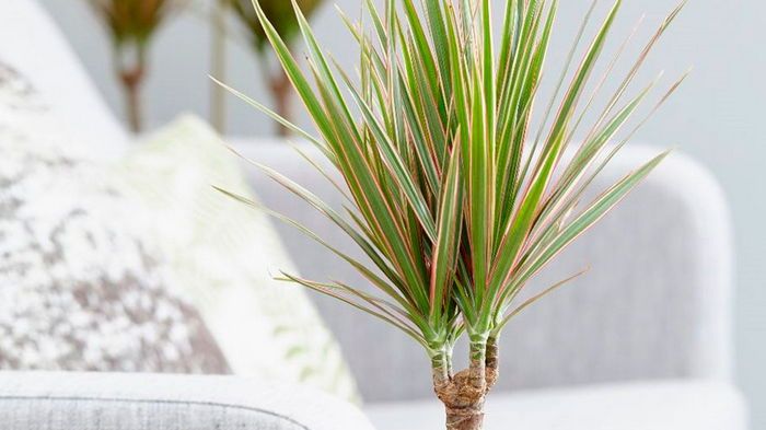 5 комнатных растений, которые выводят токсины из воздуха и улучшают сон