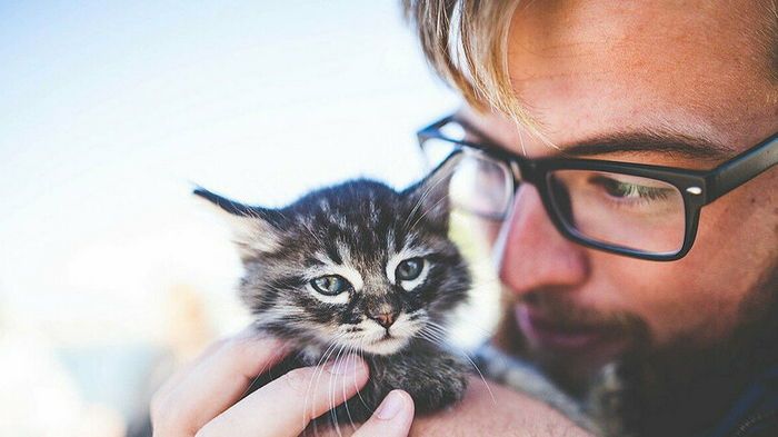 Почему коты спят на людях: основные причины