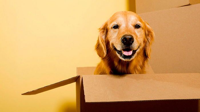 Как успокоить питомца во время переезда или путешествия