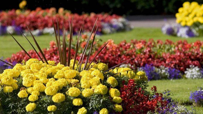 Какие цветы выращивают на даче опытные садоводы Какие цветы выращивают на даче опытные садоводы