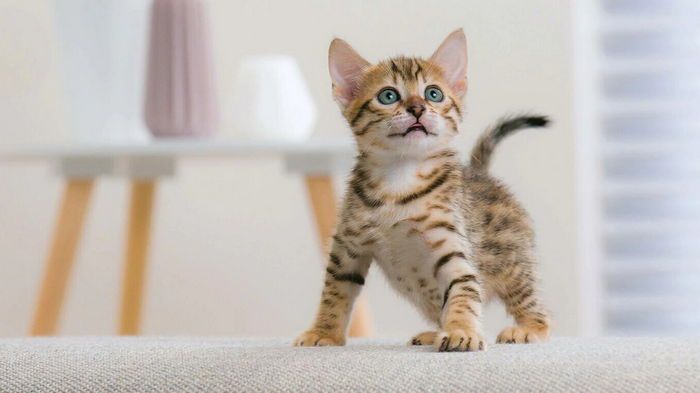 Несколько эффективных приемов: как воспитать идеальную кошку Несколько эффективных приемов: как воспитать идеальную кошку