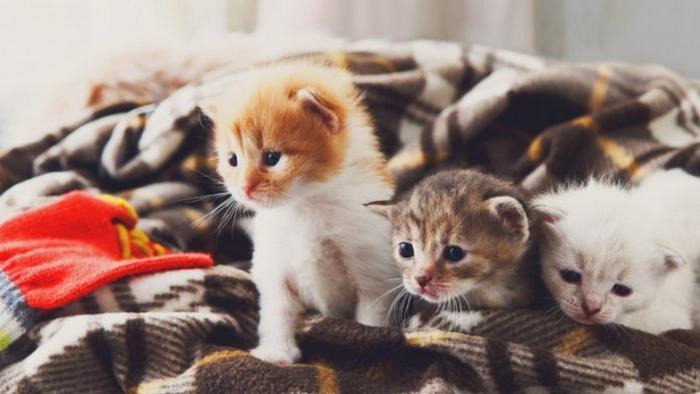 Что у кошек на уме: 10 фактов