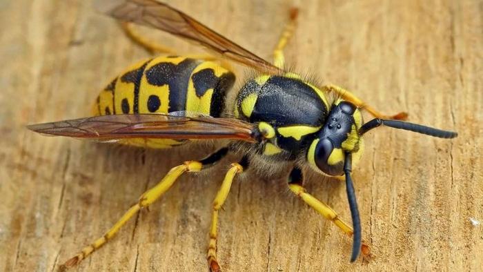 Укус осы: как себя обезопасить?