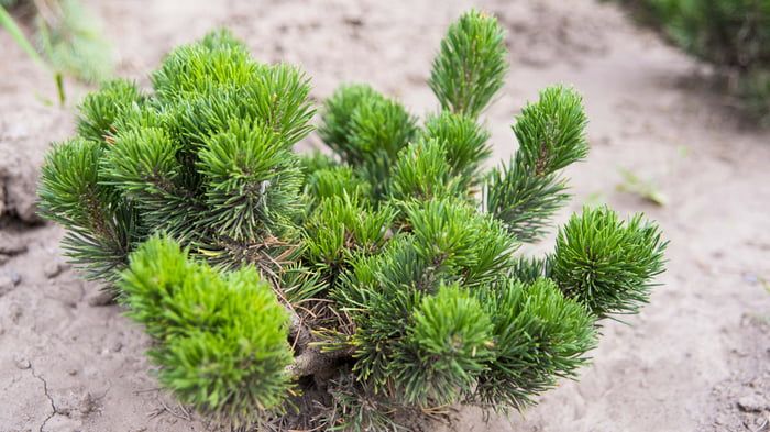 Сосна из интернет-магазина: почему это верный выбор? Сосна из интернет-магазина: почему это верный выбор?