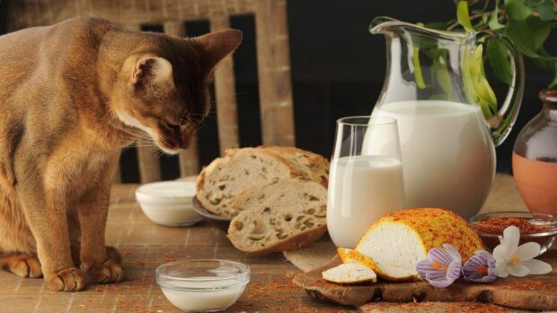 Як годувати котика, щоб не смерділа сеча Як годувати котика, щоб не смерділа сеча