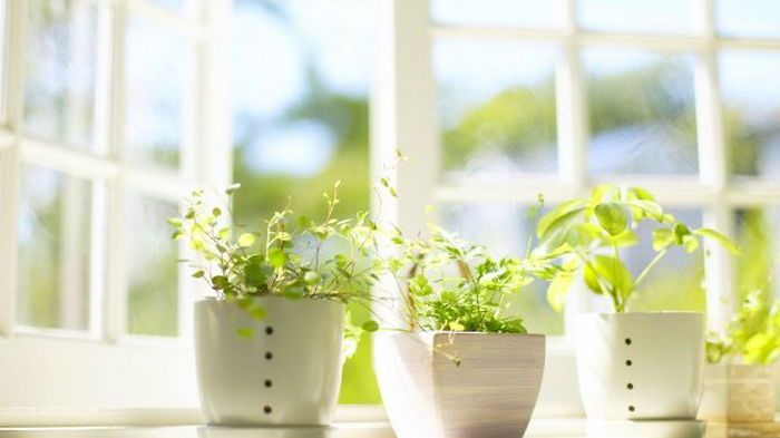 Фикус, чайник и ванна: как увлажнить воздух в доме, если нет увлажнителя Фикус, чайник и ванна: как увлажнить воздух в доме, если нет увлажнителя