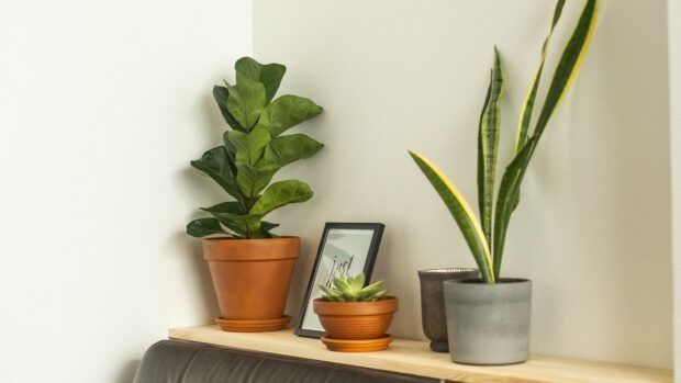 Чому не можна тримати тещин язик вдома: прикмети