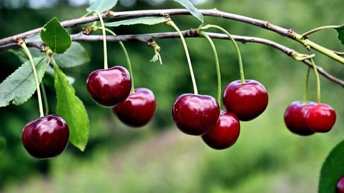 Как легко достать косточку из вишни при помощи бутылки (видео) Как легко достать косточку из вишни при помощи бутылки (видео)