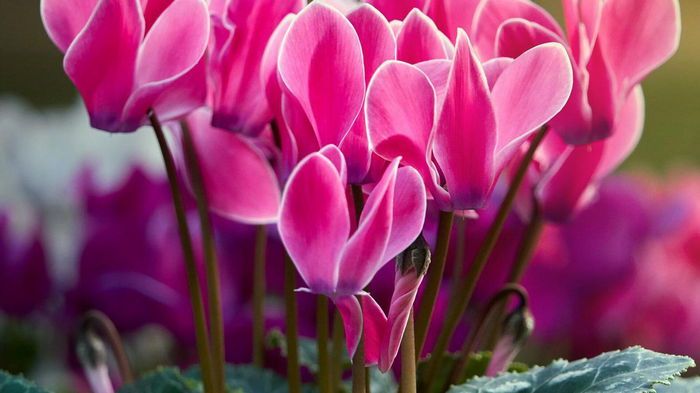 Названы самые красивые комнатные цветы