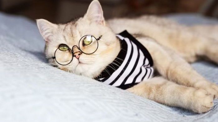 Какой возраст вашего кота по человеческим меркам?