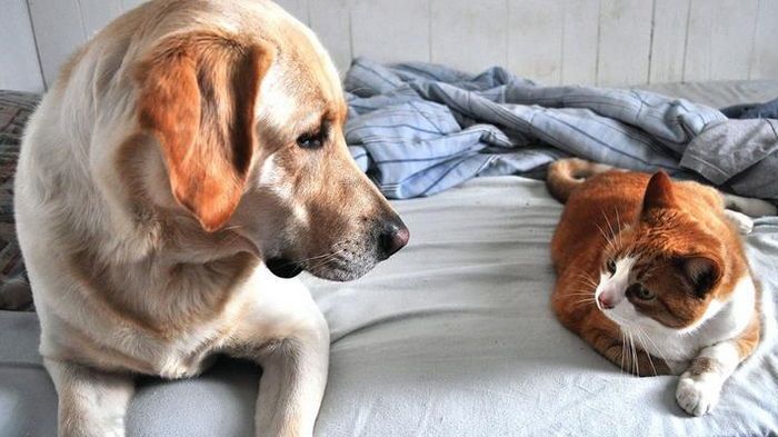 Коты и собаки страдают от жары: как помочь домашним животным Коты и собаки страдают от жары: как помочь домашним животным