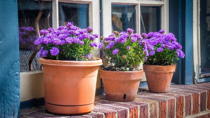 Какая вода нужна для полива цветов Какая вода нужна для полива цветов