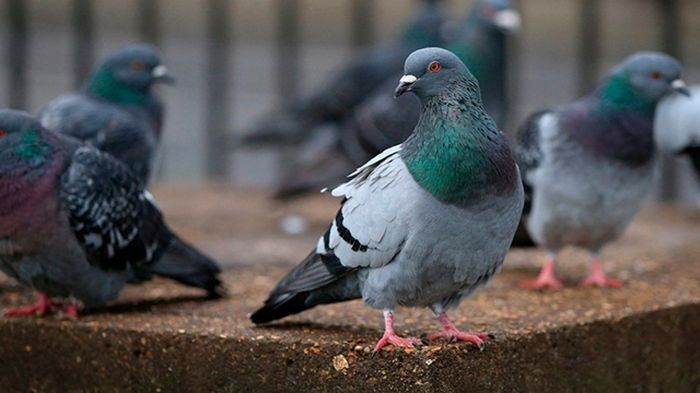 Как отпугнуть голубей от балкона: 3 эффективных способа Как отпугнуть голубей от балкона: 3 эффективных способа