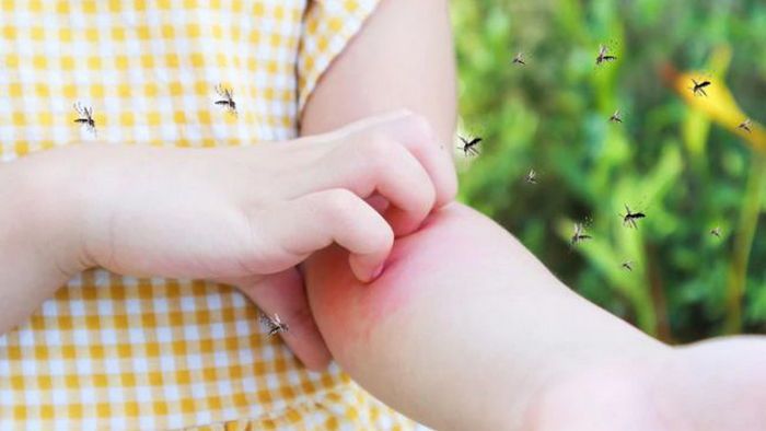 Самая простая ловушка для комаров из пластиковой бутылки: полезный лайфхак Самая простая ловушка для комаров из пластиковой бутылки: полезный лайфхак