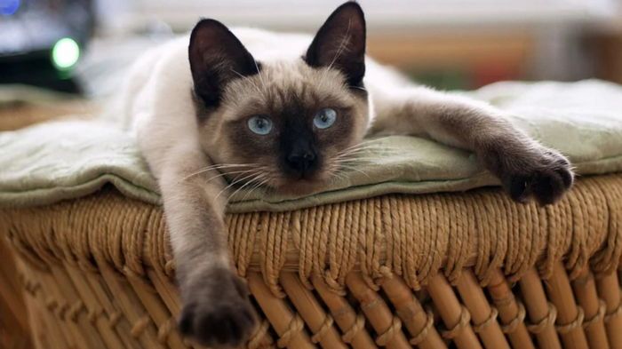 Зачем кошки нас облизывают: что на самом деле пытаются сказать питомцы