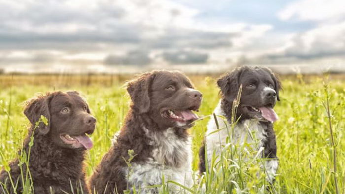 Эти породы собак считаются самыми опасными для человека: будьте осторожными Эти породы собак считаются самыми опасными для человека: будьте осторожными