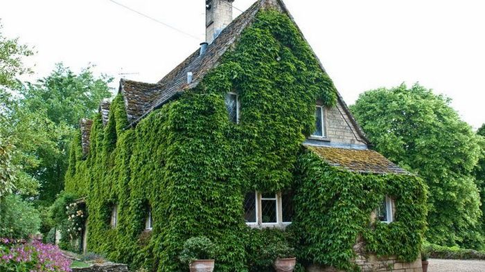 4 растения, которые могут разрушить дом: почему они опасны и как с ними бороться 4 растения, которые могут разрушить дом: почему они опасны и как с ними бороться