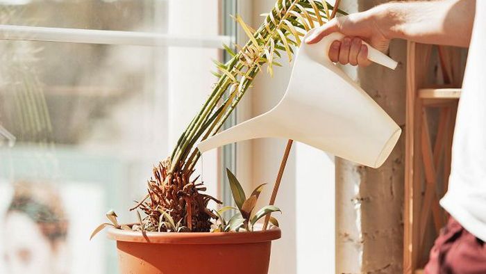 5 комнатных растений, которые не требуют частого полива и особенного ухода