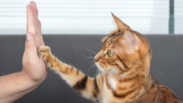 О таких мечтает каждый: 5 самых послушных пород кошек О таких мечтает каждый: 5 самых послушных пород кошек