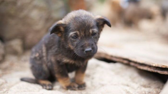 Как помочь бездомным животным