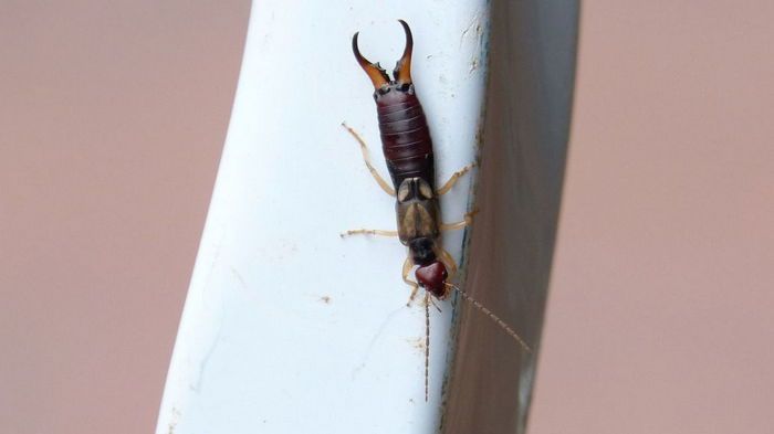 Щипалки в доме: чем они опасны и как с ними бороться народными средствами