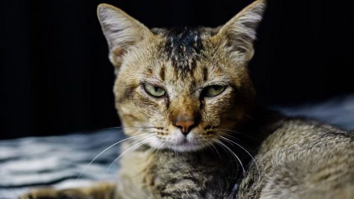 Вот как кошка «говорит», что у нее что-то болит Вот как кошка «говорит», что у нее что-то болит