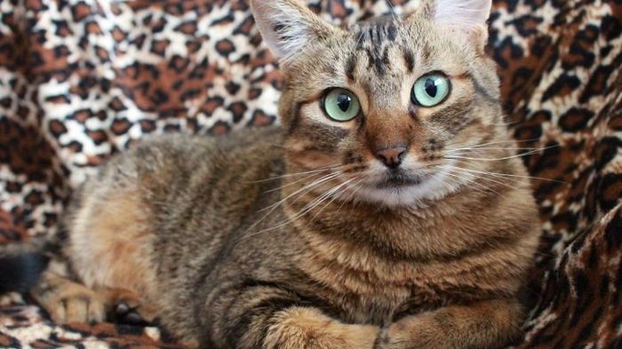 Почему кошка поджимает лапы под себя: ответ вас умилит