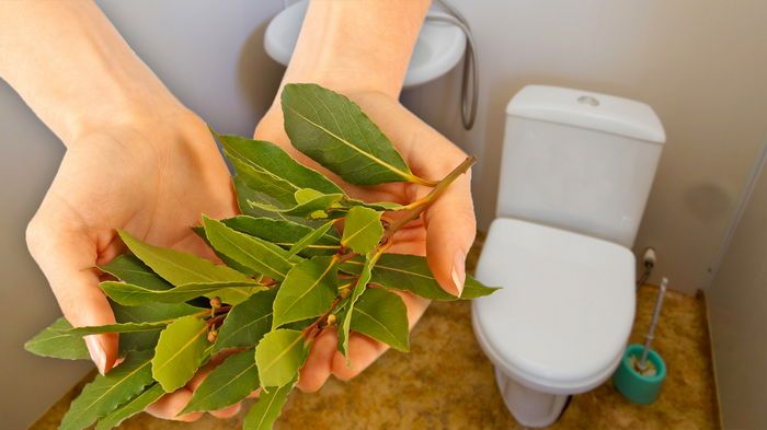 Зачем бросать лавровый лист в унитаз: хитрость хороших хозяек Зачем бросать лавровый лист в унитаз: хитрость хороших хозяек