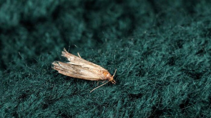 Результат за один день: как избавиться от моли раз и навсегда без химии