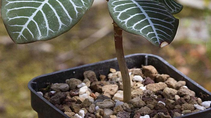 Зачем использовать кошачий наполнитель для растений Зачем использовать кошачий наполнитель для растений