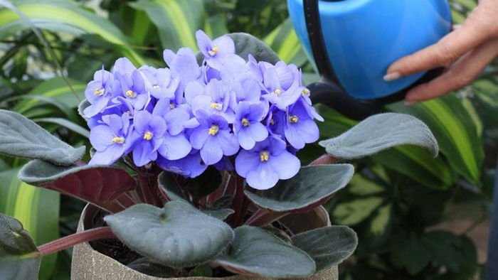 Почему не цветут фиалки: секреты ухода, чем подкормить растение Почему не цветут фиалки: секреты ухода, чем подкормить растение