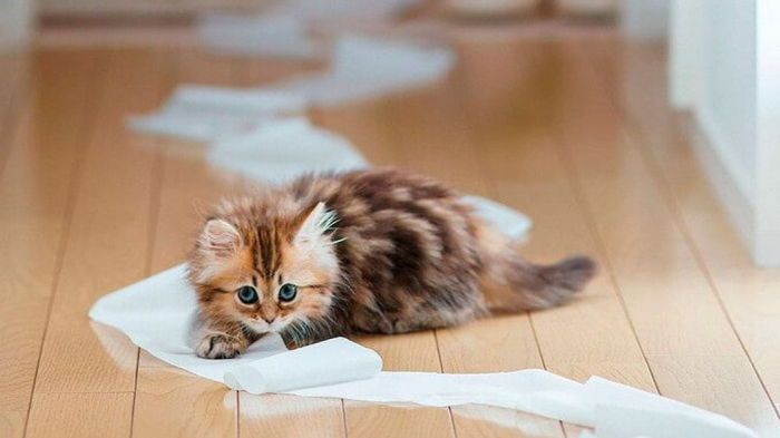 Необычный способ избавиться от запаха мочи животных: советуют ветеринары Необычный способ избавиться от запаха мочи животных: советуют ветеринары