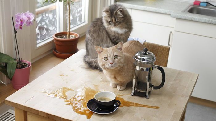 Как отучить кота лазить по столам: 6 проверенных гуманных способов Как отучить кота лазить по столам: 6 проверенных гуманных способов