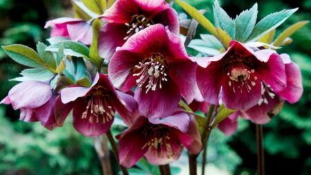 Як правильно пересаджувати морозник?