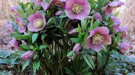 Як правильно пересаджувати морозник?