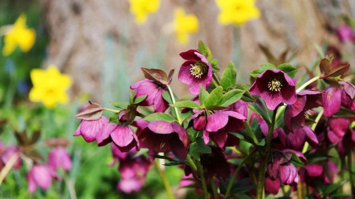 Як правильно пересаджувати морозник? Як правильно пересаджувати морозник?