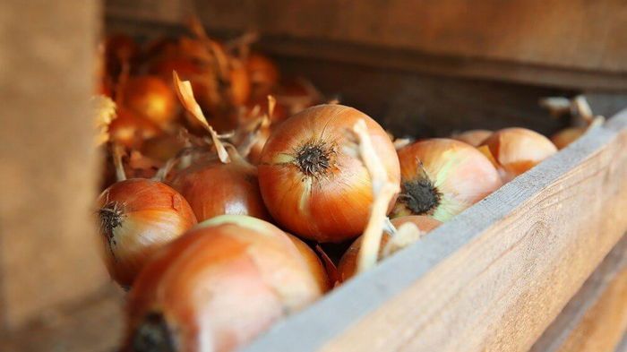 Как сохранить лук до весны