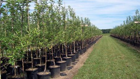 Основні критерії, за якими можна обрати якісні саджанці