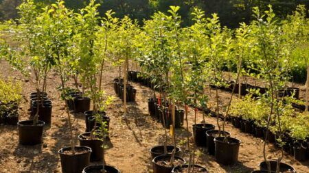 Основні критерії, за якими можна обрати якісні саджанці