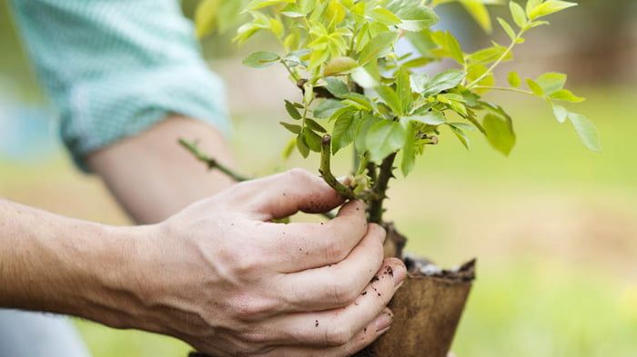 Основні критерії, за якими можна обрати якісні саджанці Основні критерії, за якими можна обрати якісні саджанці