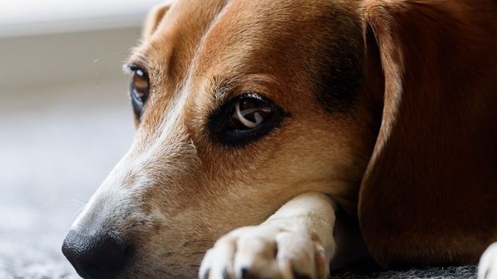 Страх громких звуков: как помочь домашнему животному