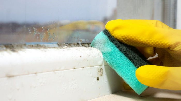 Как удалить черную плесень с окон: назван самый безопасный способ Как удалить черную плесень с окон: назван самый безопасный способ