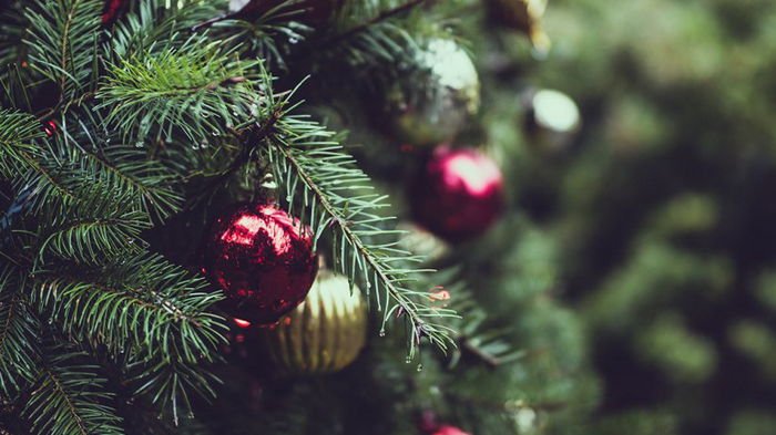 Настоящая или искусственная: какая елка меньше вредит экологии