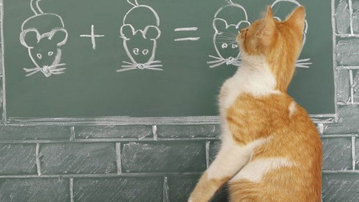 Как правильно дрессировать кошку, и какие породы лучше всего подходят Как правильно дрессировать кошку, и какие породы лучше всего подходят