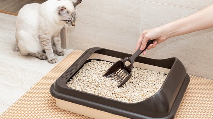 Особенности покупки туалета для кошек