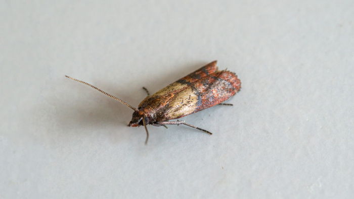 Надежный способ избавиться от моли на кухне Надежный способ избавиться от моли на кухне