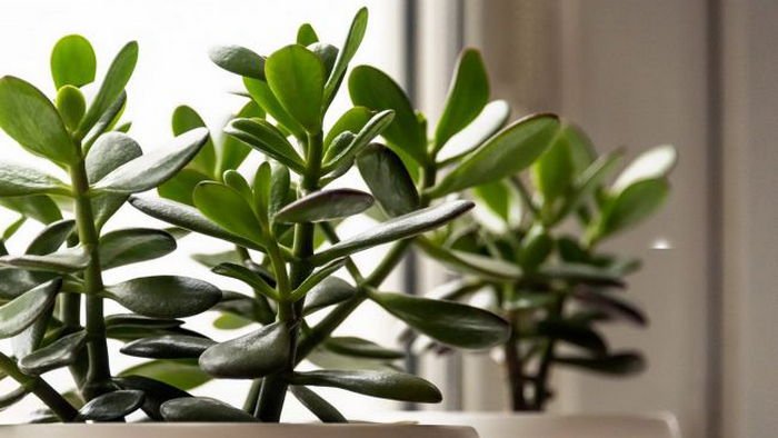 Фэн-шуй. Где нужно ставить денежное дерево, чтобы привлечь богатство Фэн-шуй. Где нужно ставить денежное дерево, чтобы привлечь богатство