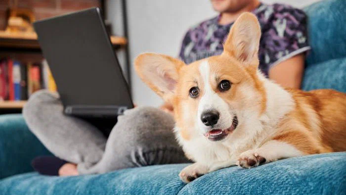 Мифы о собаках, которые могут навредить хозяевам и их животным