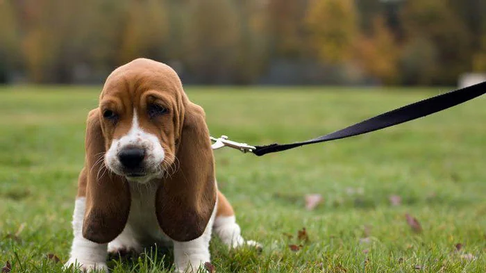 Будут тихо спать рядом: 8 самых спокойных пород собак